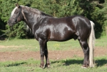 Hõbemust (silver dapple/ blue silver) - aEZ Hõbemust (silver dapple/ blue silver) - aEZ