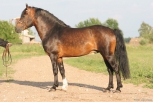 Tumekõrb (dark bay) - AE Tumekõrb (dark bay) - AE
