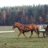 Kristiina Iilane ja Mariin Lepp, hobune on Revüü.