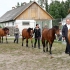 Eesti hobune