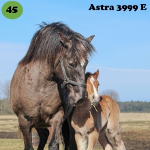 Astra on sündinud 2005. aastal Pärnumaal, i. Amlet e. Varia, kasvataja Rein Kose, omanik AlfaEkspert OÜ.

Astra on praeguste omanike kõige esimene puhtatõuline eesti hobune ning temast sai alguse huvi aretuse vastu. Nimelt ei olnud teda ostes teada, et ta tiine on ning kogenematusest ei osatud ka kahtlustada kuni päris tiinuse lõpuni. Ja nii sündiski ühel ilusal augustikuu päeval pisike varss. Peaasjalikult on ta läbi elu pidanud sugumära ametit. Samas ei saa mainimata jätta tema sobivust ka ratsutamiseks. Ta on kasutuses hobihobusena ning väga meeldiv matkakaaslane looduses just oma stabiilse hoiaku poolest. Märkimisväärse omadusena on korduvalt välja toodud tema vastupidavust ning mugavaid allüüre. Emana iseloomustatakse teda kui ülihoolitsevat ja varssa igati toetavat mära. Ta on tugeva, kuid inimese ja hobustega kergesti haakuva iseloomuga. Järglastelegi pärandab ta enesekindlat ja julget hoiakut ning parasjagu särtsakust, et spordiradadel ilma teha. Astra ja Ralli esimesed ühised järglased on asunud spordis rosette noppima nii kodumaa pinnal kui ka Soomes. 

Foto: Lea Hänni erakogu