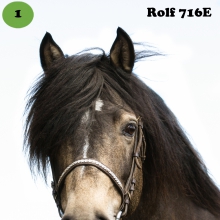 Rolf on sündinud 1998. aastal Saaremaal, i. Rommik, e. Elki, kasvataja Juhan Kuusk, omanik Jaan Rooda. 

Valisime esimeseks hobuseks sugutäkk Rolfi, et mälestada hiljuti lahkunud legendaarset eesti hobuse kasvatajat Juhan Kuuske, kes andis suure panuse tõu aretusse ja säilimisse. Rolf on tugeva keha ja hea tervisega täkk. Ta annab häid järglasi, kellest üheks tuntumaks on sugutäkk Rannik. Rolf on hea iseloomuga ja inimest austav ning teeb endiselt täkutööd. 

Foto autor: Ago Ruus