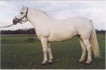Hall (grey) - kõik põhivärvused + G