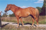 Raudjas (chestnut) - ae/Ae