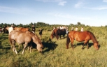 Laidevahe pastureland. Foto: Ago Ruus