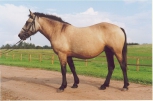 Ulukvõik (dun) - AED