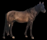 Tumehiirjas (black dun - grullo) - aaED