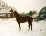 Rodeo (i Roman, e. Roosi)