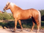Tumekollane (dark palomino) - aeCcr/AeCcr