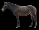 Heledad varjundid (mealy)