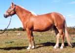 Heleraudjas (light chestnut-sorrel) - ae/Aem