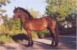 ahkmust (smokey black) - aaECcr ahkmust (smokey black) - aaECcr