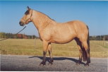 Harilik võik (buckskin) - AECcr