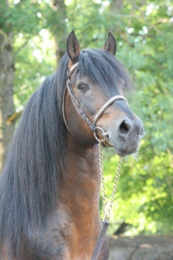 Sugutäkk Raksel. Foto: Ago Ruus