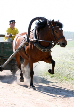Kristjan Haggi ja Reti