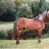 Hõbekõrb (bay silver) - AEZ