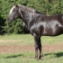 Hõbemust (silver dapple/ blue silver) - aEZ