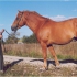 Raudjas (chestnut) - ae/Ae