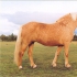 Kollane (palomino) - aeCcr/AeCcr