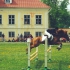 Abeelia saue võistlustel. Foto A.Pärisoo