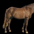Helehiirjas (red dun) - aaD/AeD