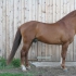 Tumeraudjas (dark chestnut) - ae/Ae