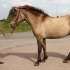 Ulukvõik (testitud) ruun Muuksi Tõmmu (i Tukker ei Rolf). Foto: Anu Matsoo