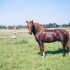 Rodeo (i Roman, e. Roosi)