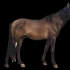 Tumehiirjas (black dun - grullo) - aaED