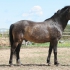 Tumedada varjundid (sooty)