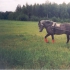 8a ruun Eedu foto M.Sandberg (Soome)