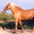 Tumekollane (dark palomino) - aeCcr/AeCcr
