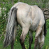 Ulukvõik mära Aura (i Apollo). Foto: Ago Ruus