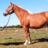 Heleraudjas (light chestnut-sorrel) - ae/Aem