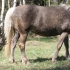 hõbemust Rella