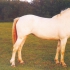 Helekollane, rahvakeeles albiino (cremello) - aeCcrCcr/AeCcrCcr