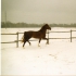 Rodeo (i Roman, e. Roosi)