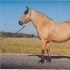 Harilik võik (buckskin) - AECcr