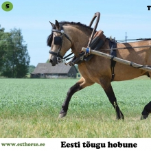 Tohtri Error on sündinud 2009. aastal Pärnumaal, i. Elkar, e. Tooma, kasvataja Maret Kärdi, omanik Andreas Pernits. 

Error on ehe näide eesti hobuse universaalsusest. Tegemist on väga hea rakendihobusega, kes on kolm korda osalenud sõidu -ja veokatsetel kolmevõistluses. Talle ei ole võõras ka metsatöö – oma peremehele on ta asendamatuks abiks palkide metsast välja vedamisel. Väga hea iseloomuga täkk on olnud „õppematerjaliks“ mitmel rakendikoolitusel, lastes algajatel end rahulikult mitmeid kordi ette ja lahti rakendada. Samuti on ta tõestanud ennast ratsahobusena ning teinud edukaid starte takistussõidus. 

Tohtri Errori teeb eriliseks ka tema vähelevinud põlvnemine. Tema isaks on Elkar 598E, kuid esivanemate hulgast võib leida veel näiteks selliseid täkke nagu Tootsi 379E ning Tooder 347E. Tema sugupuus puuduvad aga sellised hobused nagu Rops 386E ja Miira 3097E. Järgmisel aastal on oodata ka Errori enda esimesi järglasi.

Foto autor: Liina Leppmaa
