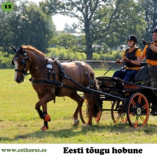 Aramis on sündinud 2010. aastal Tartumaal, i. Absoluut, e. Leiu, kasvataja Kati Kiipsaar, omanik Pille-Riin Reinaus.

Aramise müügipilti nähes tekkis Pille-Riinil koheselt side ja teadmine, et selle hobuse peab ostma. Nüüdseks on Aramis tema käe all neli aastat teinud rakendisõidu treeninguid. Palju on käidud ka rahvusvahelistel võistlustel ning võidetud hulga medaleid ja karikaid, sealhulgas tuldud Eesti meistrivõistlustel kahel korral hõbedale. Aramis on oma iseloomult väga sõbralik ja seltskondlik. Suurepärast töötahet on tal alati jätkunud ja seda just vankrit vedades.

Foto autor: Ilze Dīcmane-Dauberga