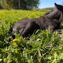 Kevadine lilleke

Elli esimesed elupäevad

Foto autor: Kaie Jermohhin