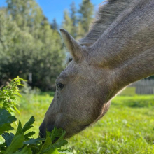 Eesti hobune Leebus suvikõrvitsa taime nuusutamas.

Foto autor: Liis Aida