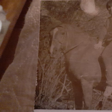 Siin Tiiu Ja Veena K. Tiiu  oli pärit Kihelkonnalt Pajumõisa tallist. Tema hooldaja/omanik oli tallinaine Alviine Pruul Putla talust sealt ligidalt. Minu õde tegi pildi isa fotokaga. Nad käisid seal abis/mängimas. Mina alustasin Kihelkonna tallis 1991 sügisel.

Foto saatja: Elen Eerik