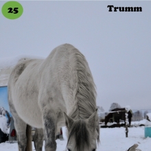 Trumm on sündinud 2001. aastal Saaremaal, i.Tukker, e. Priima, kasvataja Jaan-Aleksander Rooda, omanik Kalev Visamaa. 

Trumm on ehtne eestlane – ta on sõbralik, peab lugu maitsvast söögist, temaga ei ole kunagi erilisi probleeme ja ta on olnud kannatlik õpetaja kõigile oma noortele ratsanikele. 

Trumm on oma olemuselt tähelepanelik ja ettevaatlik ning pea ees tundmatusse ei torma. Need omadused ei ole teinud temast eriti head takistussõidu- ja metsahobust. Küll aga on ta platsisõidul ääretult kuulekas ja lihtne manööverdada ning võisteldes on tema leivanumbriks koolisõit. Igapäevastes toimingutes on ta „kahe näpu hobune“ ja tallinaiste lemmik, olles rahulik ja rõõmsalt nõus kõigega. Igal talvel käib ta vähemalt korra kelgu ees ja suhtub sellesse kui kõige tavalisemasse tegevusse. 

Foto autor: Triin Visamaa