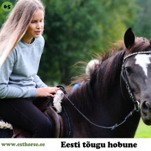 Tilaila on sündinud 2014. aastal Viljandimaal, i. Tingoran, e. Asti, kasvataja Ly Animägi, omanik Sirja Saar.

Tilaila võitis praeguse omaniku südame oma armsa olemuse tõttu: rahulik, tasakaalukas ja kuulekas ning keegi polnud talle seda õpetanud – loomult selline. Tilaila on unistuste hobune, ta hoiab oma ratsanikku, ei karda liikuda maanteel ega looduses, liigub hästi matkaradadel ja armastab järves ujuda. Tilaila õppis kõigepealt rakmed selgeks, siis hakkas vedama vankrit ja sai ka kogemused ree vedamisel. Seejärel õppis ilma ühegi tõrketa ratsanikku kandma. Tilaila õpib väga kiiresti, kuuletub hästi, teab häälkäsklusi ja õpib edasi töötama ilma valjasteta.
Tilaila on mõeldud tulevikus laste teraapiahobuseks ja pulmakalessi saatjahobuseks. Hüpped ja takistused talle eriti ei meeldi, pigem on suund koolisõidule pehme ja graatsilise sammu tõttu. Sellest sai alguse ka tema lastelemmiku karjäär, ta on võitnud paari noore ratsutaja südamed ning nüüd õpitakse ühiselt ka maatööd. 

Foto autor: Sirja Saar
