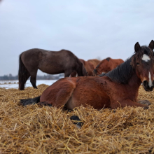 Puhkus põhul

Hobuste usaldus ja rahu on imetlusväärne. Nad ei lase end häirida võõrast pildistajast, kes nende ümber askeldab. Kes puhkab, see jõuab!

Foto autor: Marili Slavski-Vettik