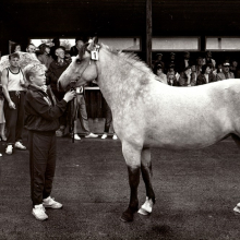 Eesti tõugu hobune näitus-konkursil Viss-90 Luige baasis, EPM FP 384:130, Eesti Maaelumuuseumid SA, Eesti Põllumajandusmuuseum, http://www.muis.ee/museaalview/3389446