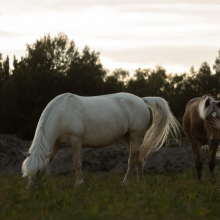 Koos (2024)

Õhtune hetk karjamaal koos Ameraila ja tema varss Rosabellaga.

Foto autor: Anni Julge