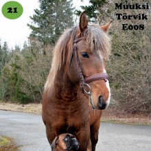 Muuksi Tõrvik on sündinud 2013. aastal Harjumaal, i. Tukker, e. Andante, kasvataja Muuksi Muhe OÜ, omanik Margit Martin.

Muuksi Tõrvik (lõbus kodune nimi on tal Härra Pelmeen) on loomult väga malbe ja leplik, üleüldiselt üks tore sell! Juba varsaeas näitas oma väga head iseloomu ja koostöösoovi. Tänaseks on temast sirgunud hobune, kes vajadusel läheks omanikuga kasvõi läbi tule. Tõrvik on eesti hobusele omaselt sobilik absoluutselt kõigeks - temaga saab ratsutada, ratsaplatsi siluda ja talvel talli ümber lund lükata. Sel talvel ootab kuuri all uus regi ning plaan on ka metsast palke vedama minna. Märade seltskonnas on Tõrvik viisakas ja leplik, inimese juuresolekul keskendub vaid inimesele ega tee ühtegi üleliigset liigutust.