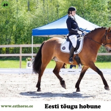 Rekkor on sündinud 2009. aastal Harjumaal, i. Raksel, e. Viko, kasvataja OÜ Kolgaküla Tall, omanik Linda Kask. 

Rekkor on suuremat kasvu kõrb eesti hobune, kelle on ka vastavalt suur süda ja võistleja hing. Kodus on Rekkor tavaline maatõugu hobune, kes sõidutab lapsi ja veab kelku kui vaja ja võib olla üsna jonnakas. Võistlustel meeldib talle aga särada. Väga harva, kui ta auhinnalisele kohale ei tule ja seda nii takistussõidus kui ka koolisõidus. Muuhulgas on ta edukas olnud eesti hobuste hüppevõimsuses ja harrastajate meistrivõistlustel koolisõidus. Ta suudab hämmastada lisaks oma ratsanikule ka pealtvaatajaid.

Foto autor: Külli Tedre-Gavrilov